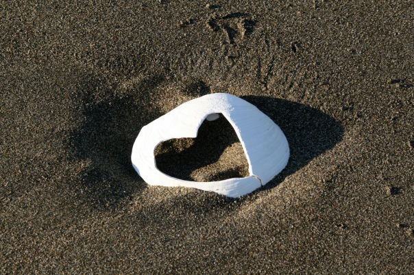 heart shell in the sand